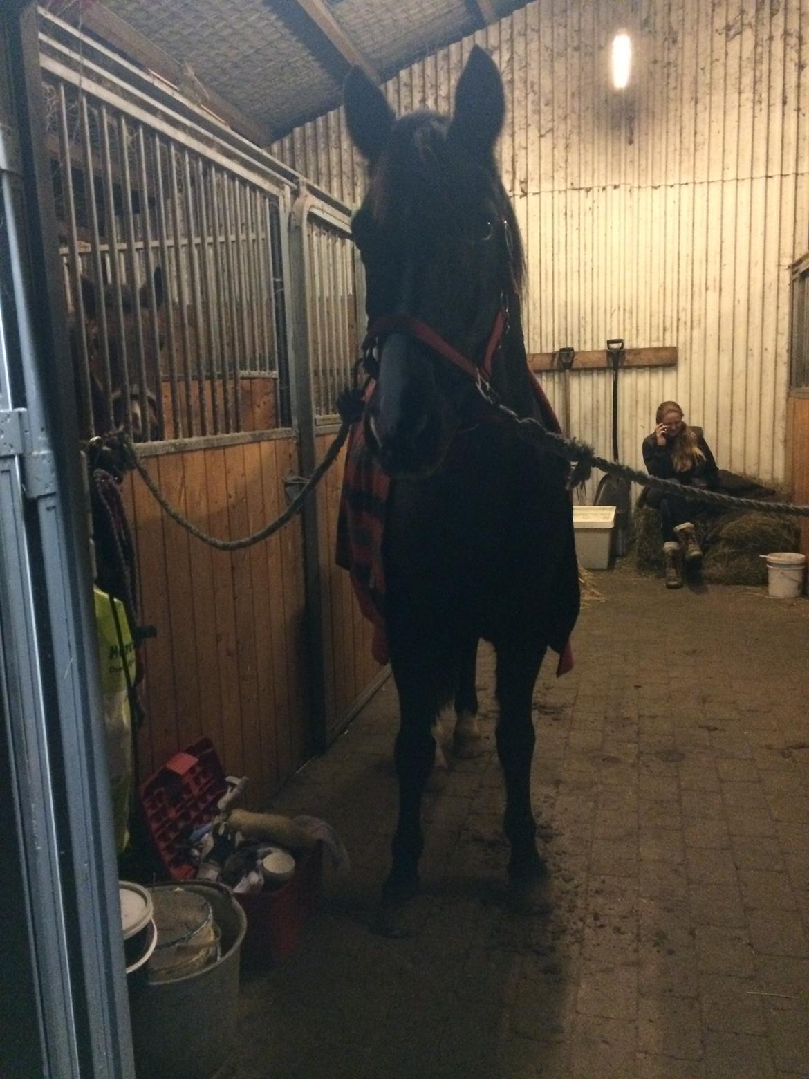 Anden særlig race Armani billede 7