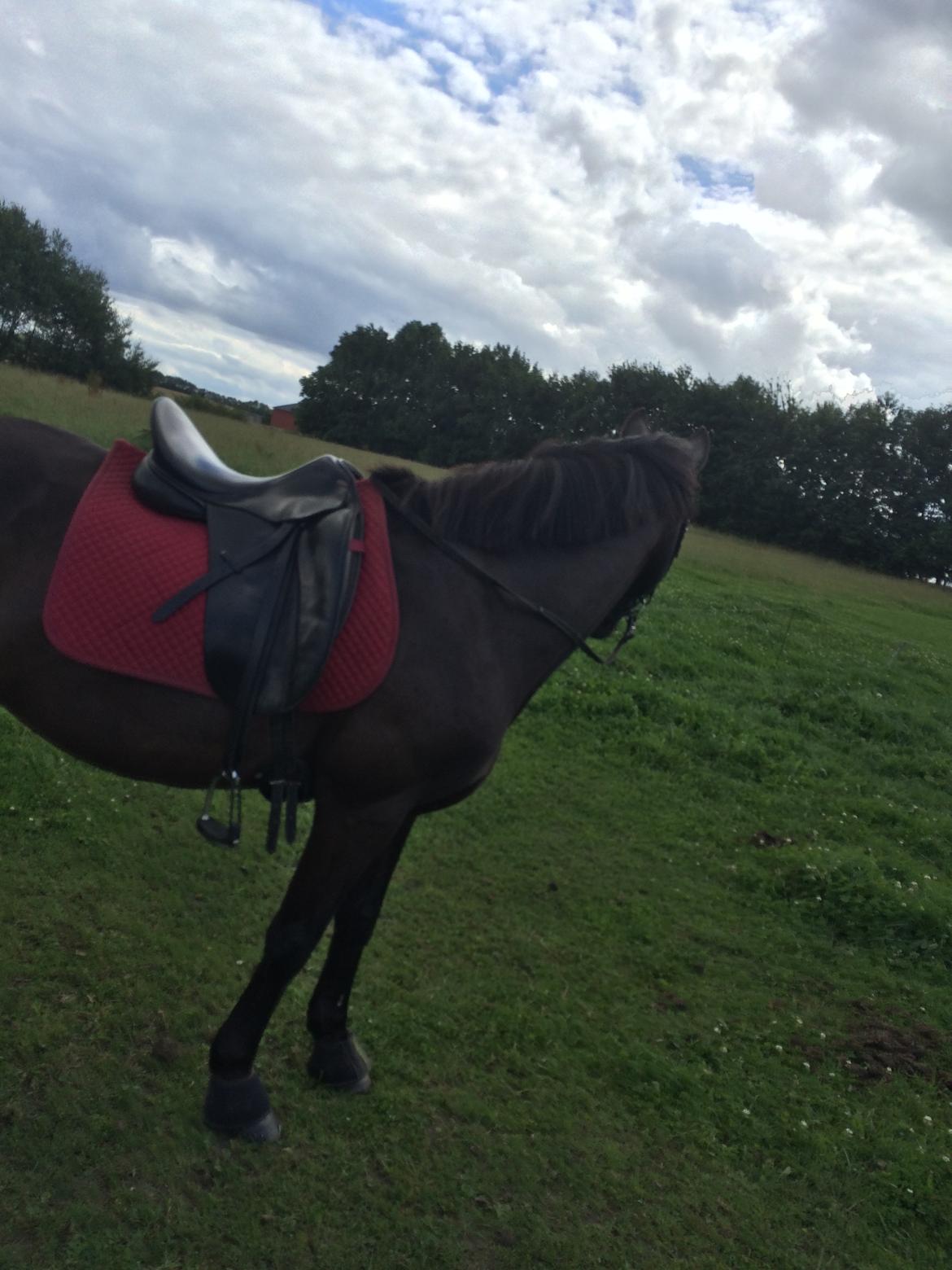 Anden særlig race Armani billede 6