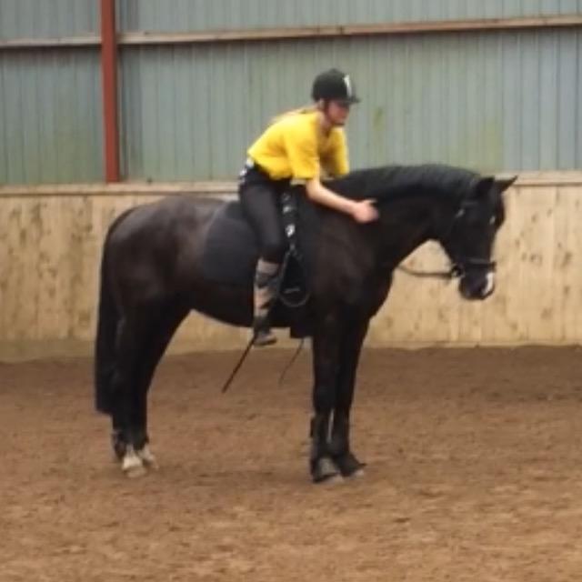 Anden særlig race Armani billede 9