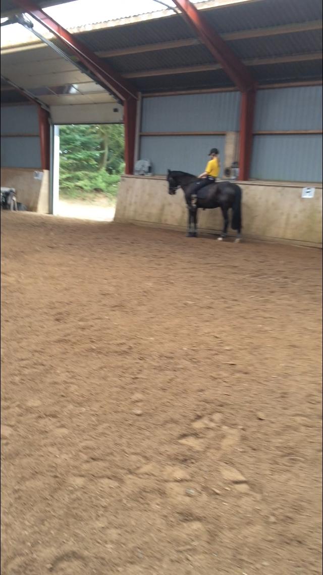 Anden særlig race Armani billede 10