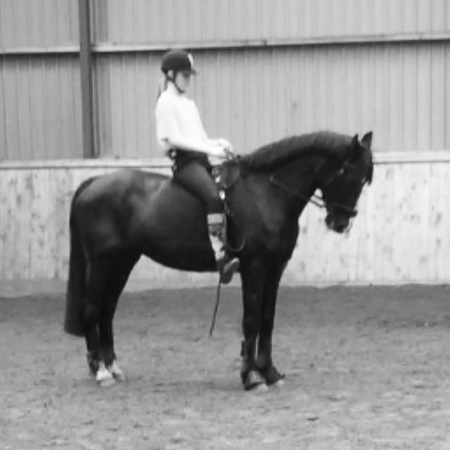 Anden særlig race Armani billede 8