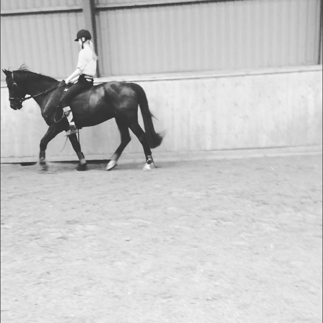 Anden særlig race Armani billede 11