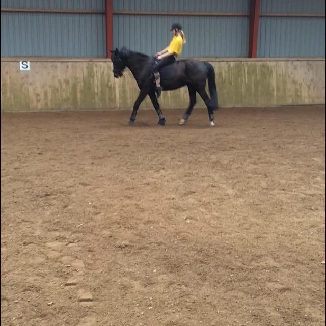 Anden særlig race Armani billede 12