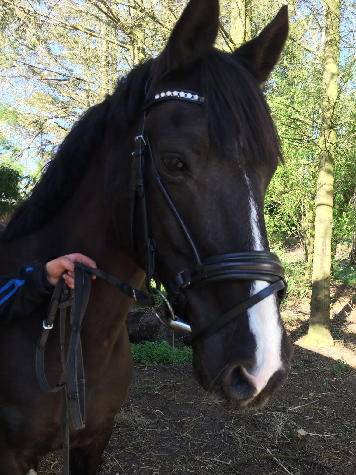 Anden særlig race Armani billede 13