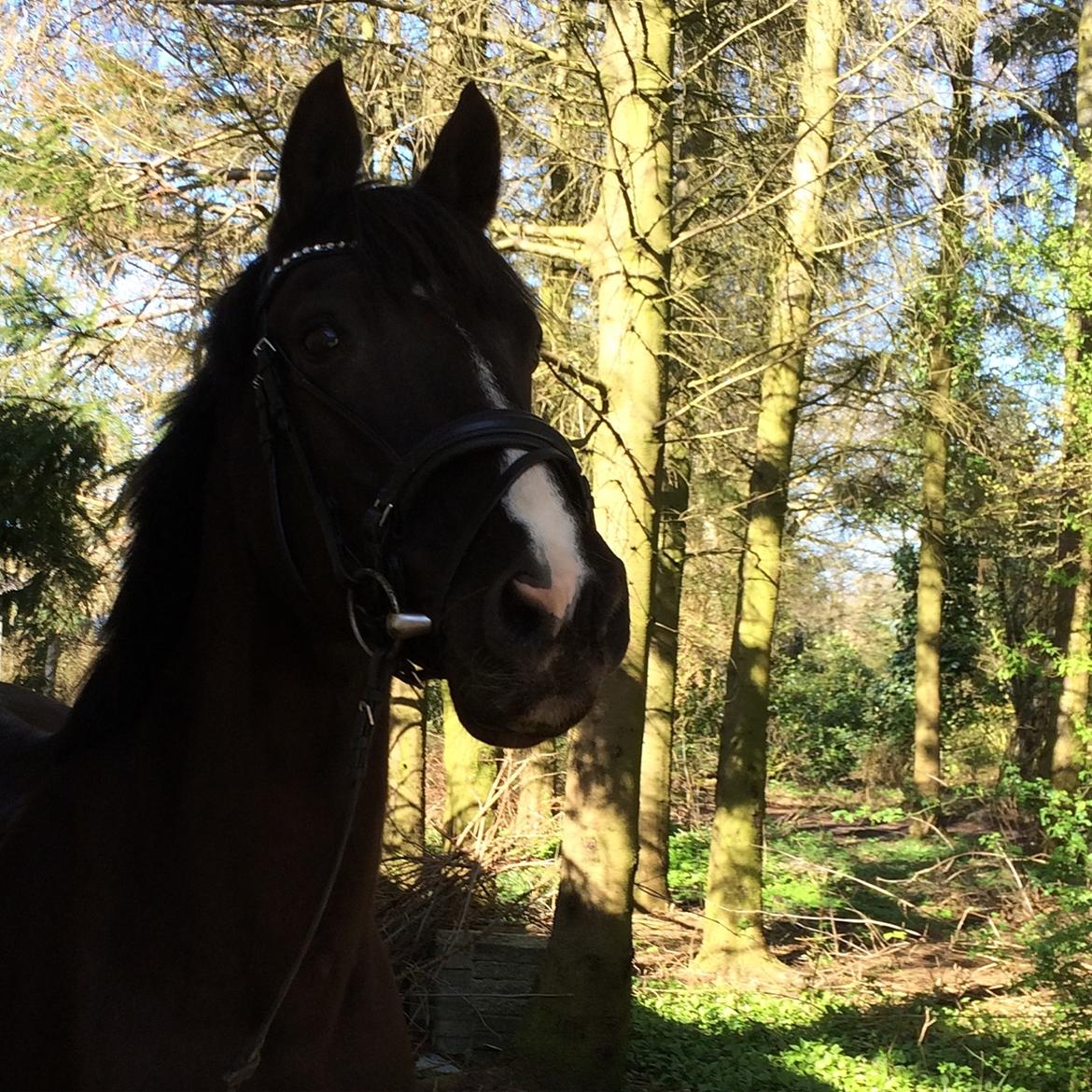 Anden særlig race Armani billede 14