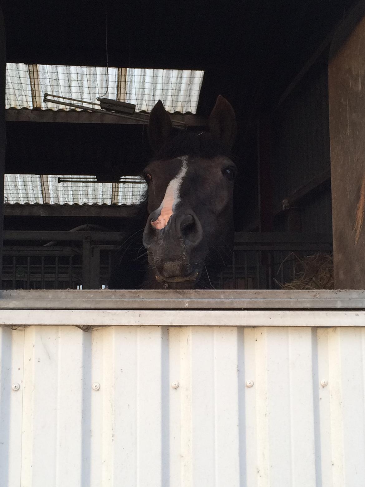 Anden særlig race Armani billede 15
