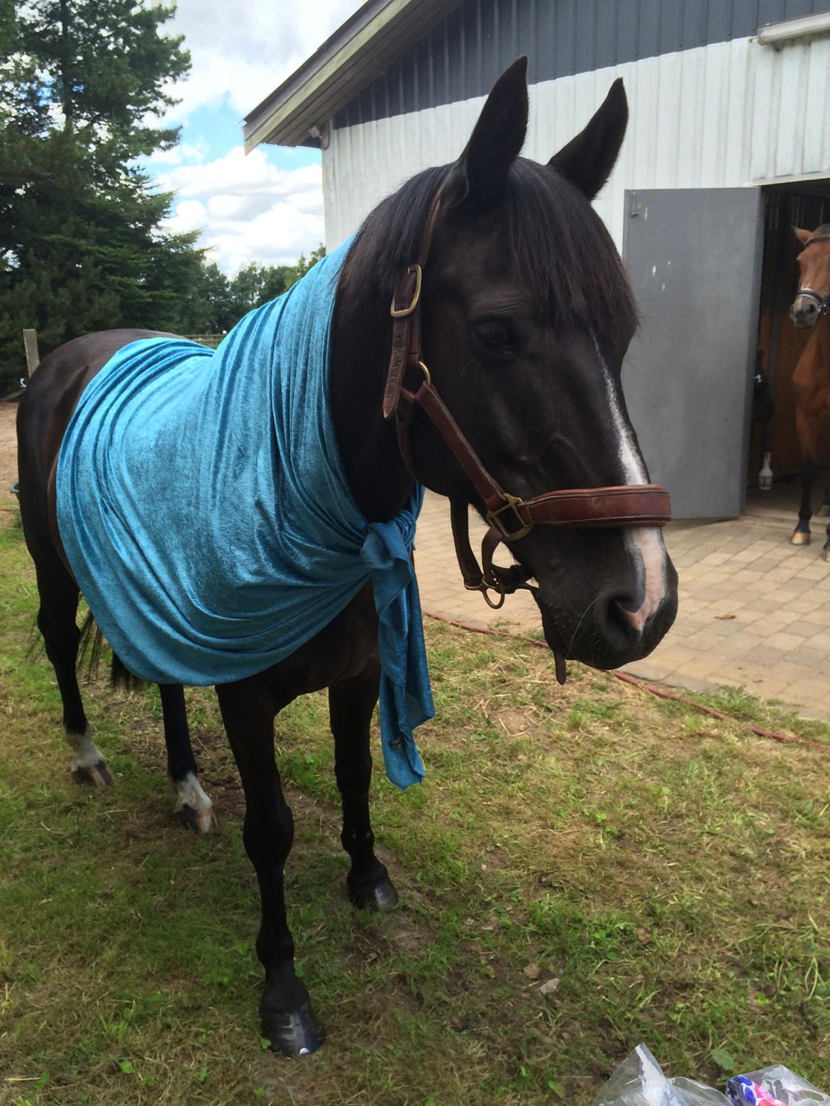 Anden særlig race Armani billede 16