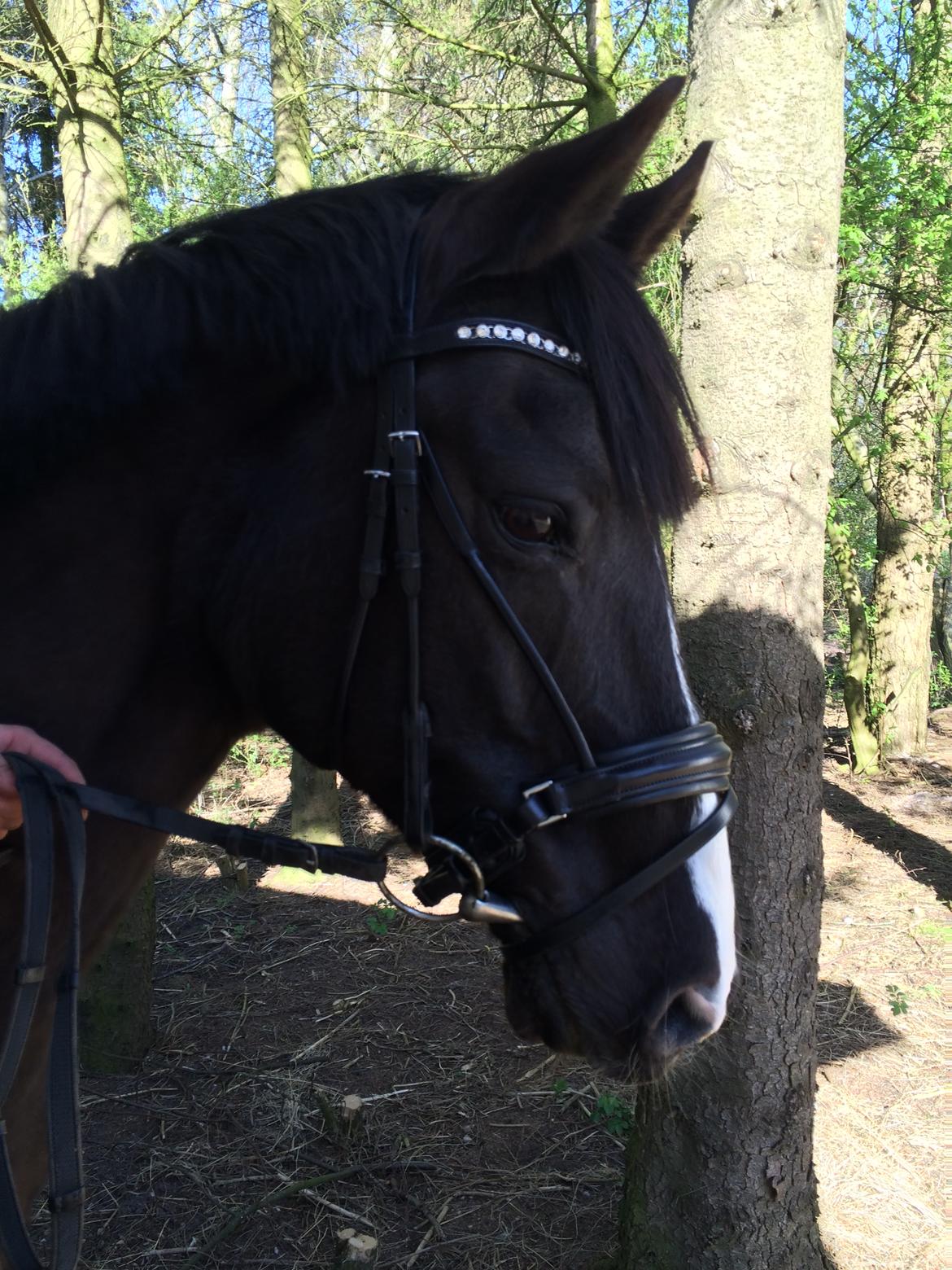 Anden særlig race Armani billede 17