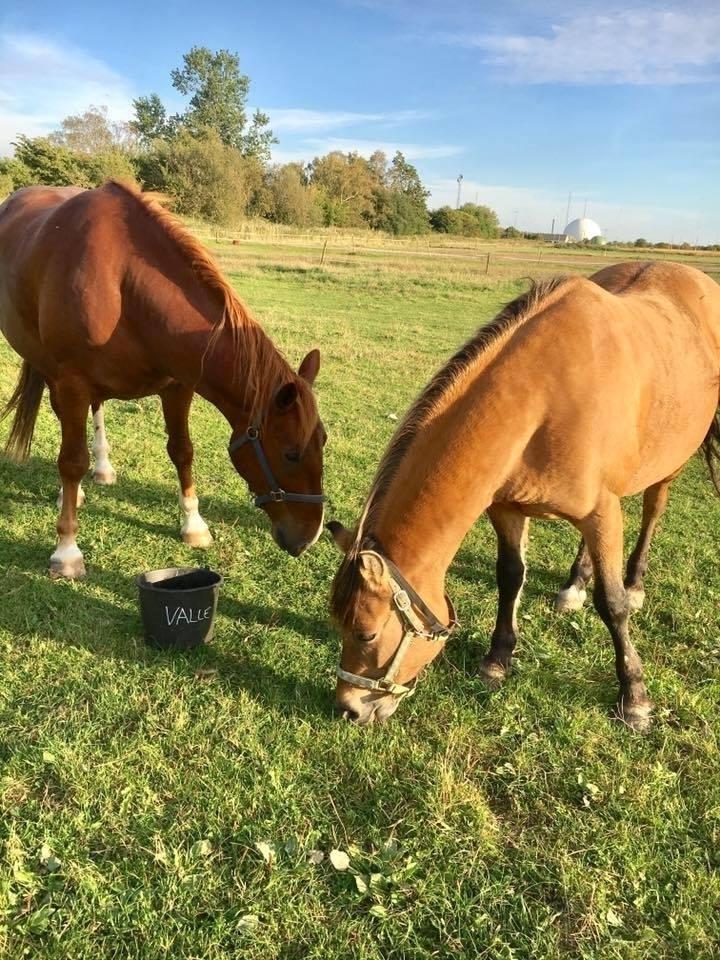 Frederiksborg Aslan - Aslan & Pony - mine to børn  billede 19