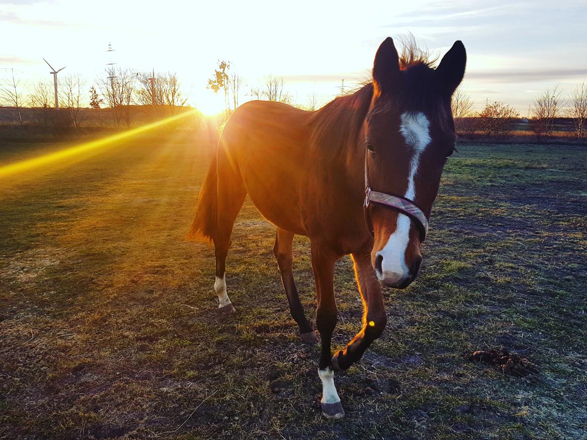 Dansk Varmblod Leona lewis  billede 18