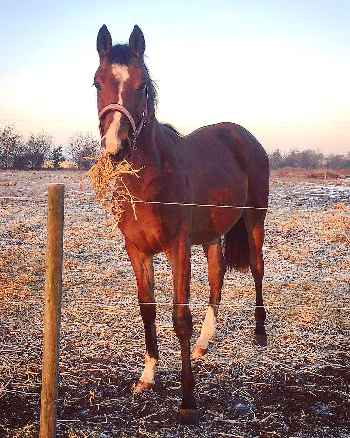 Dansk Varmblod Leona lewis  billede 19