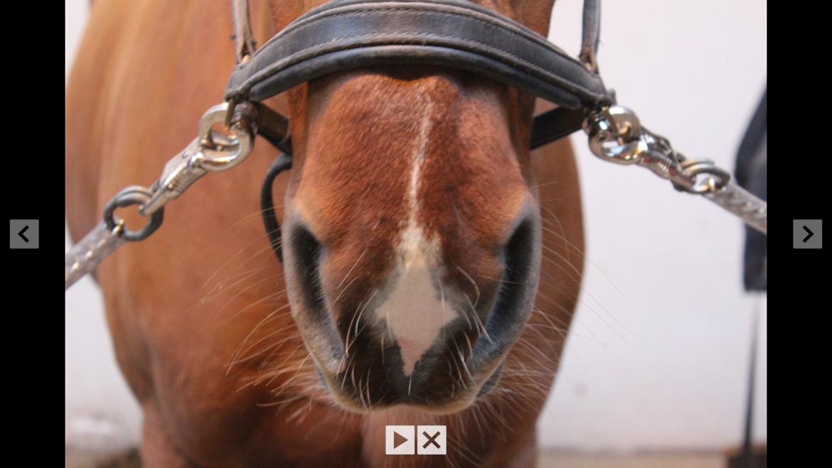 DSP Flying Rex billede 1