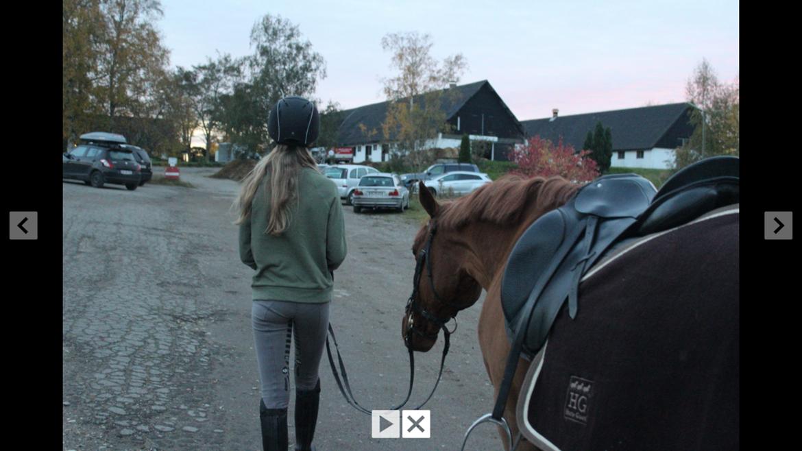 DSP Flying Rex billede 3