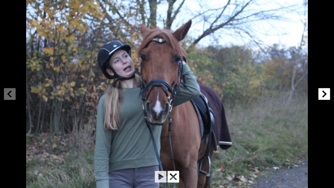 DSP Flying Rex billede 5