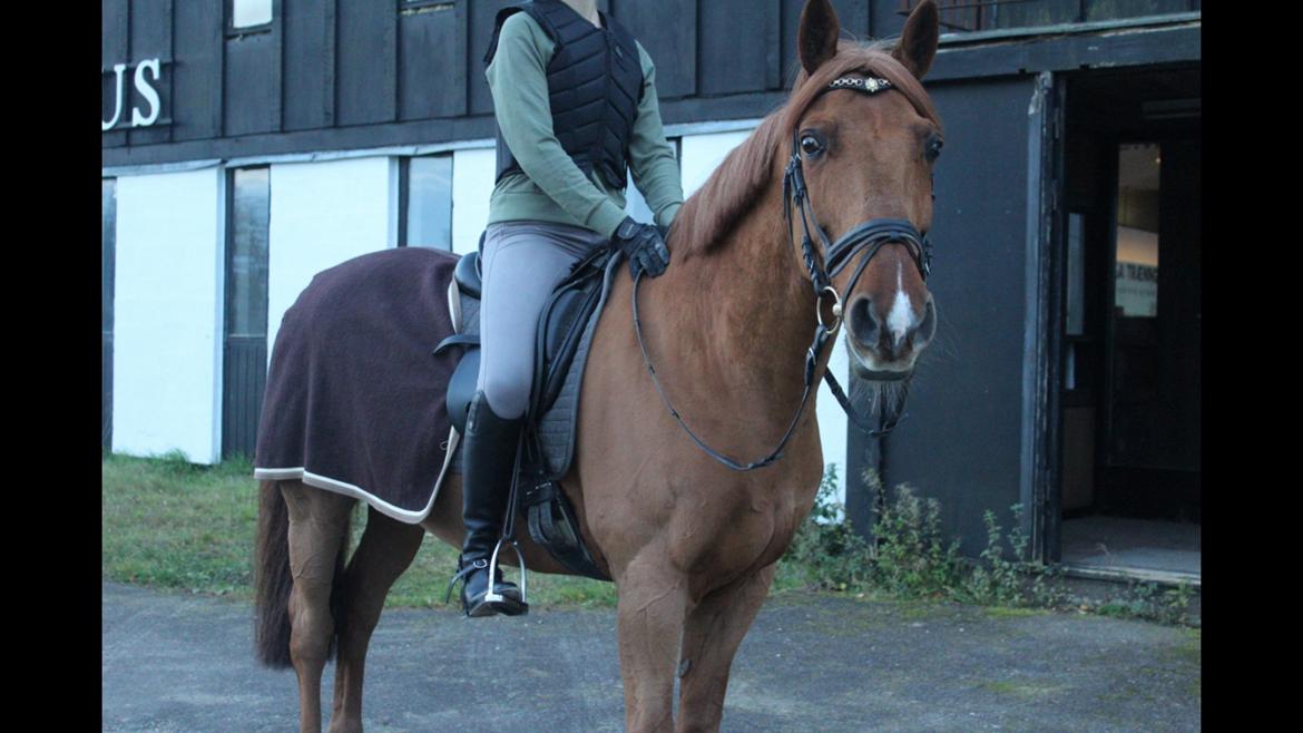 DSP Flying Rex billede 11