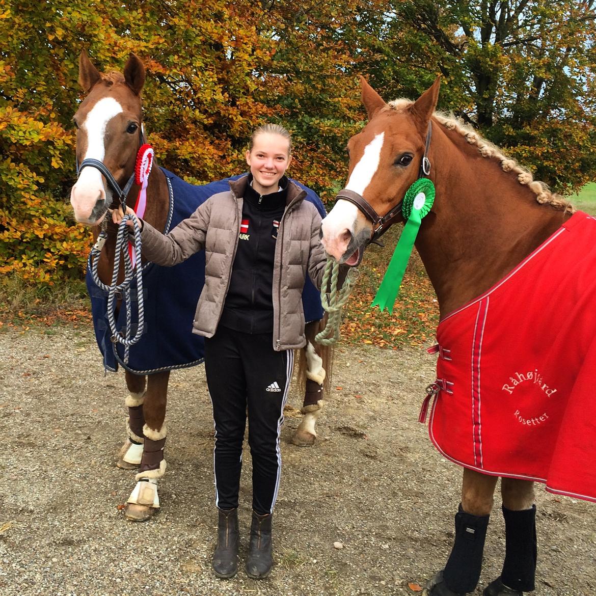 Tysk Sportspony DE VITO A-PONY - 2. Stjerne ponyer der tilsammen fik 4. Placeringer på en weekend! C-stævne Vejle billede 18