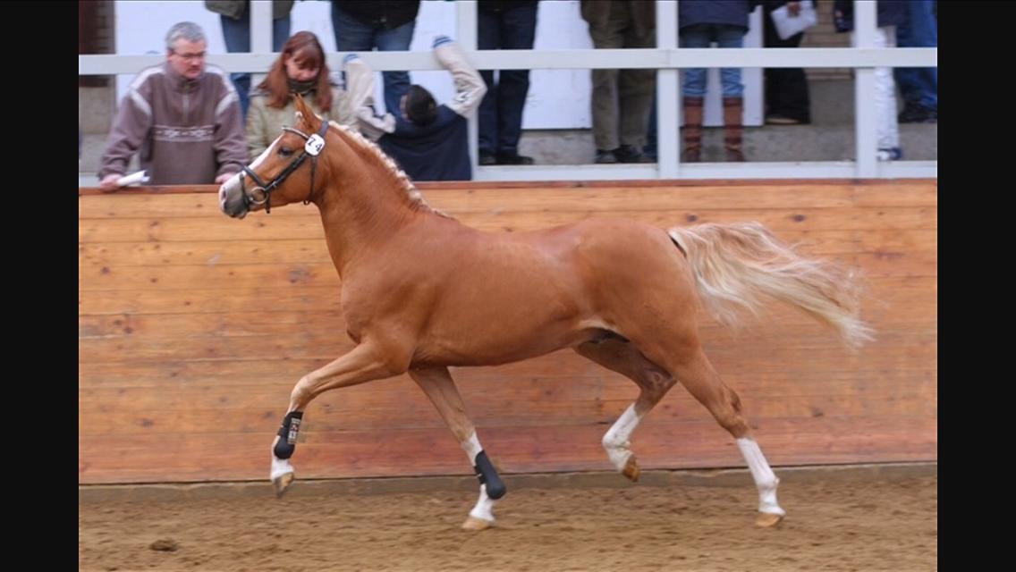 Tysk Sportspony DE VITO A-PONY - Nr. 2 til DSP hingste kåring, han fik bl.a 9,5 for galop <33 billede 19