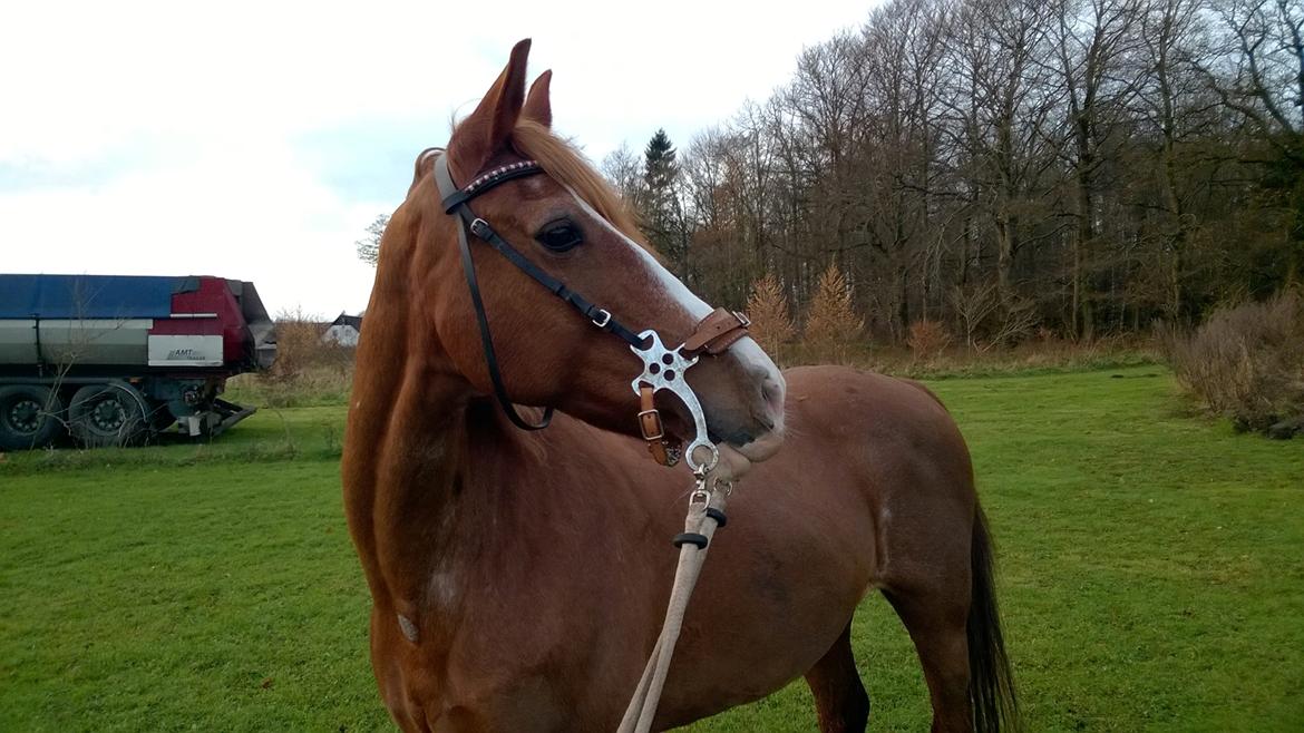 Welsh Cob (sec D) Okali  billede 1