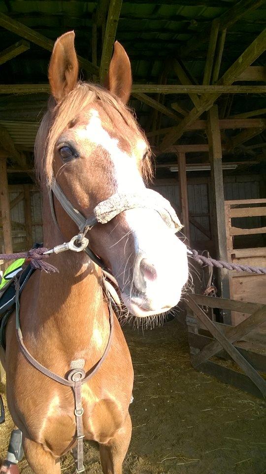 Welsh Cob (sec D) Okali  billede 2