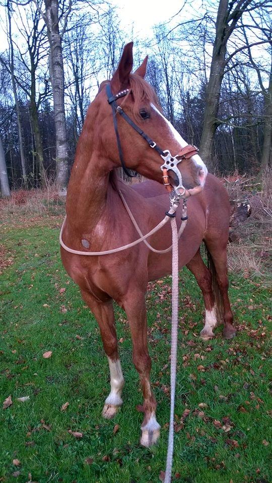 Welsh Cob (sec D) Okali  billede 3