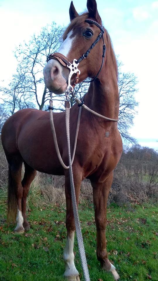 Welsh Cob (sec D) Okali  billede 4