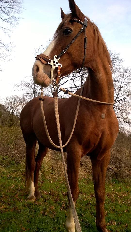 Welsh Cob (sec D) Okali  billede 6