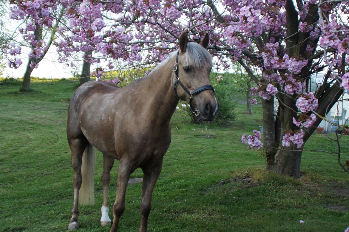 Palomino Stensgaardens chikita billede 4