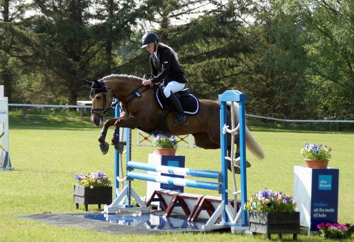 Palomino Stensgaardens chikita billede 10