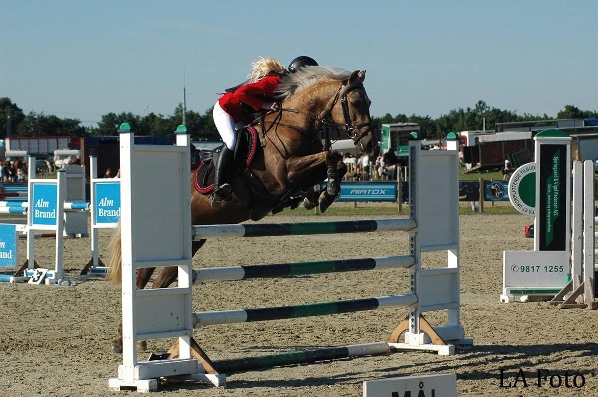Palomino Stensgaardens chikita billede 1