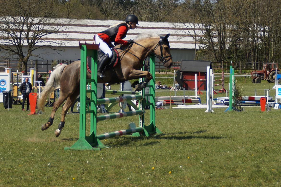 Palomino Stensgaardens chikita billede 18