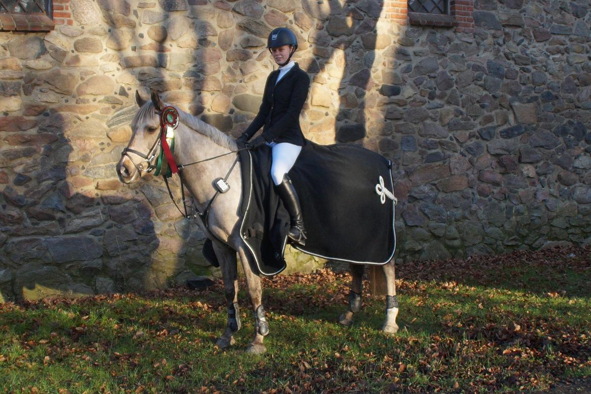 Palomino Stensgaardens chikita billede 20