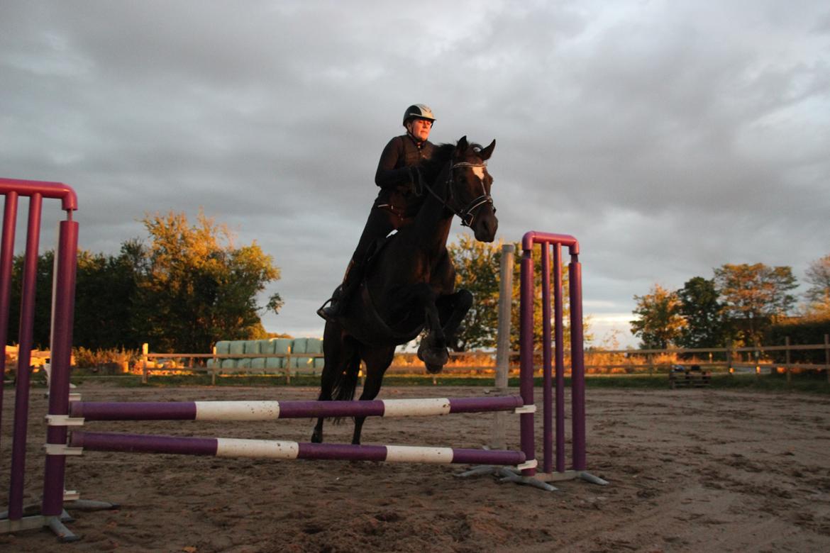 Dansk Varmblod Alexandra - Springtræning ca. 60 cm - oktober 2016 - Foto: Sille Sejer billede 10