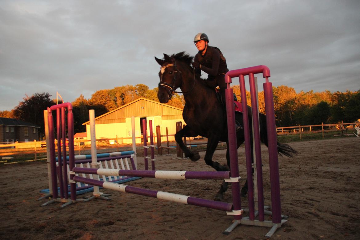 Dansk Varmblod Alexandra - Springtræning ca. 60 cm - oktober 2016 - Foto: Sille Sejer billede 11