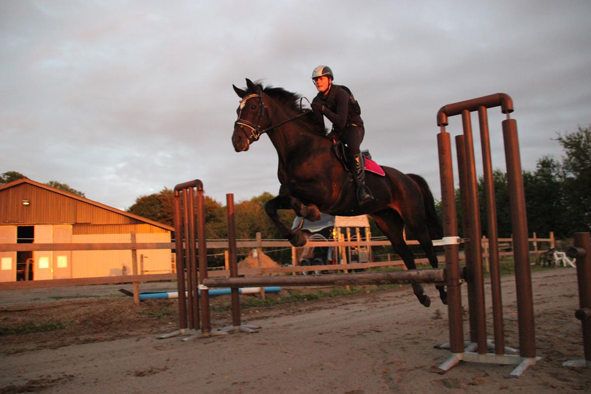 Dansk Varmblod Alexandra - Springtræning ca. 60 cm - oktober 2016 - Foto: Sille Sejer billede 13