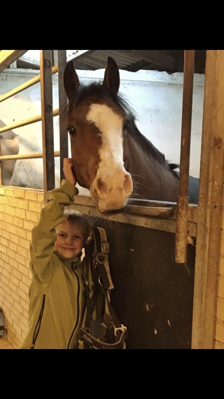 New Forest Nedergaards Motley Brown billede 5