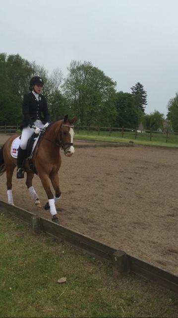 New Forest Nedergaards Motley Brown billede 7