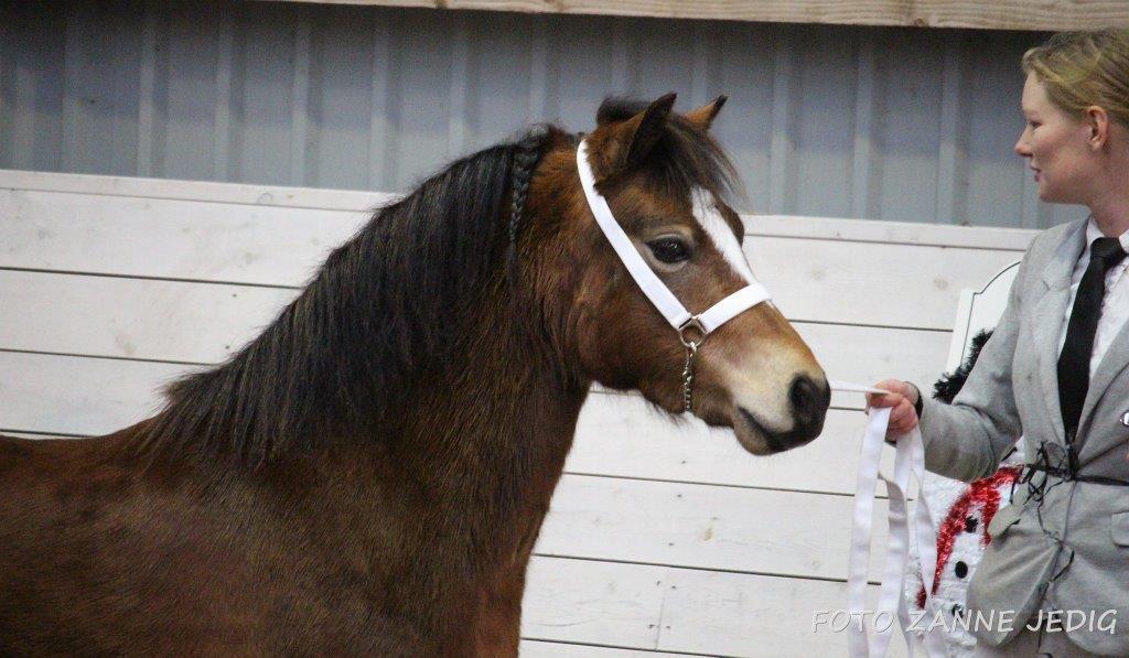 Welsh Mountain (sec A) Bjergaards just smile  SOLGT billede 13