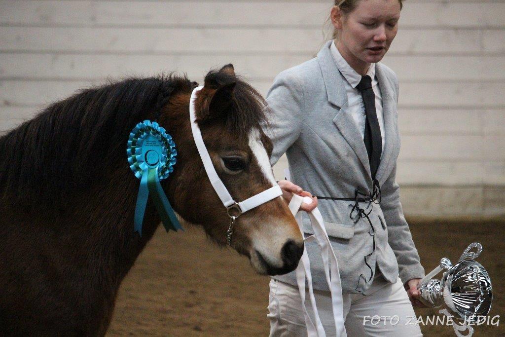 Welsh Mountain (sec A) Bjergaards just smile  SOLGT billede 14