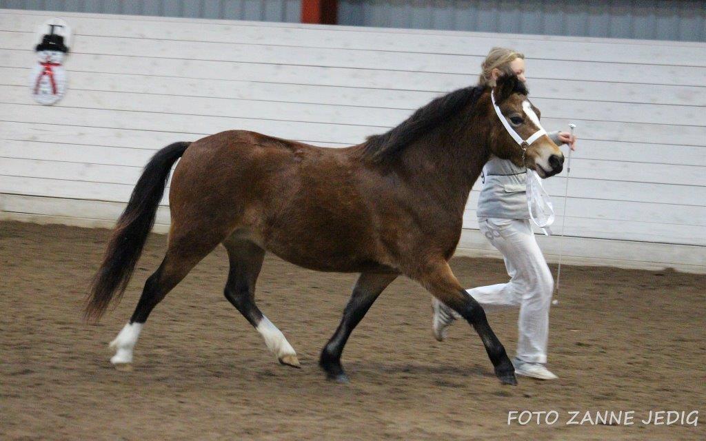 Welsh Mountain (sec A) Bjergaards just smile  SOLGT billede 15