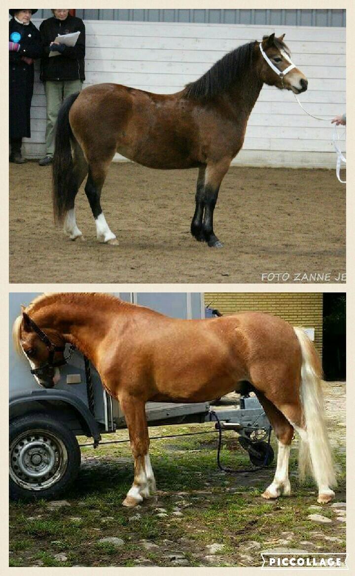 Welsh Mountain (sec A) Bjergaards just smile  SOLGT billede 16