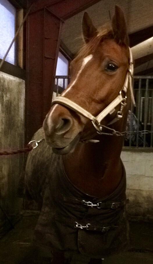 DSP Caesar damgård billede 14