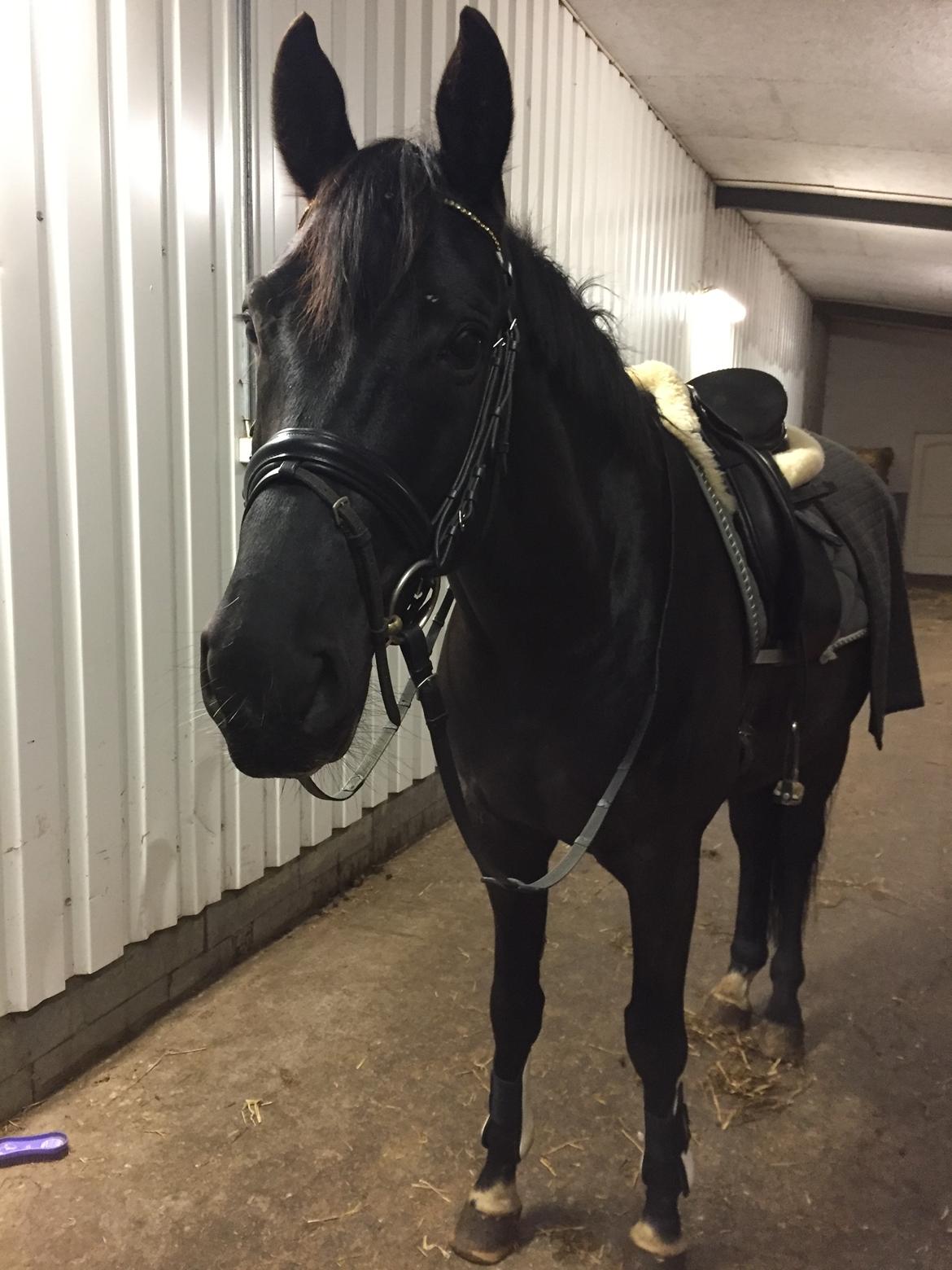 Oldenborg Sandokan Star billede 13