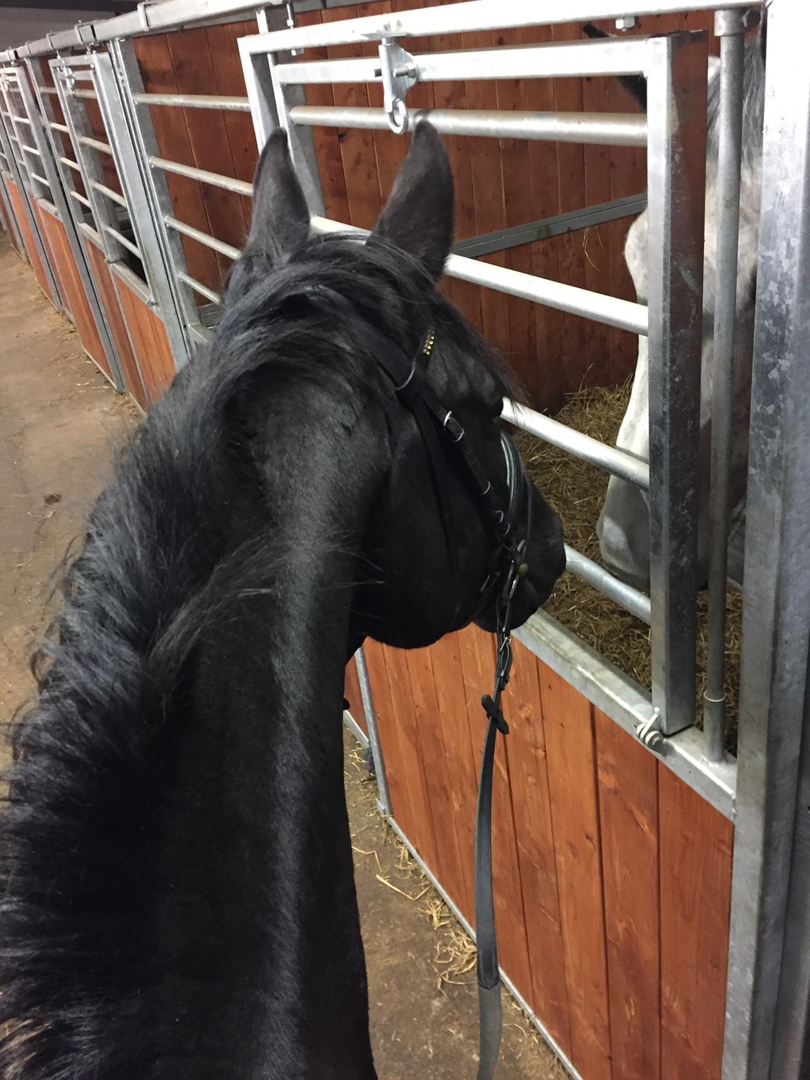 Oldenborg Sandokan Star billede 12