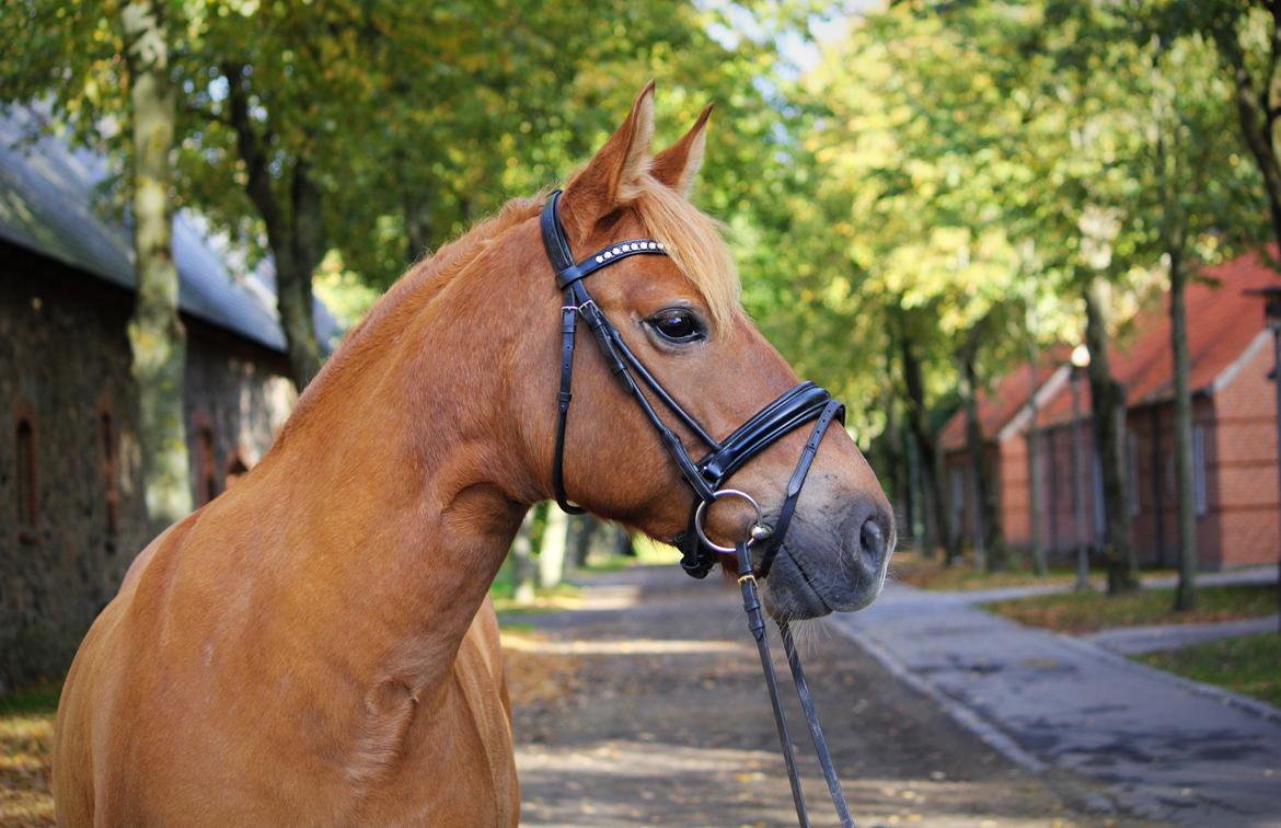 Anden særlig race Armani billede 14