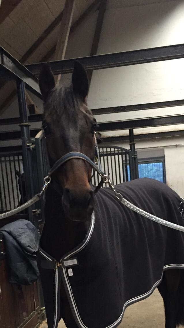 Dansk Varmblod Don Future RV billede 1