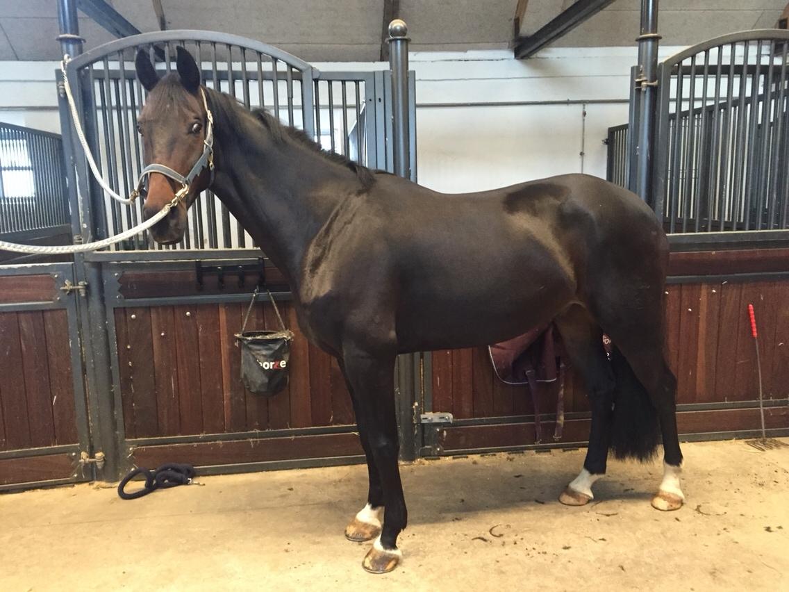 Dansk Varmblod Don Future RV billede 2