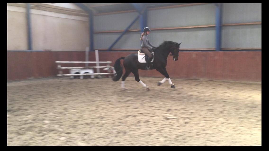 Dansk Varmblod Don Future RV billede 3