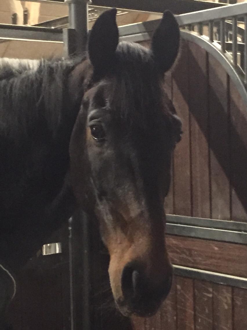 Dansk Varmblod Don Future RV billede 5