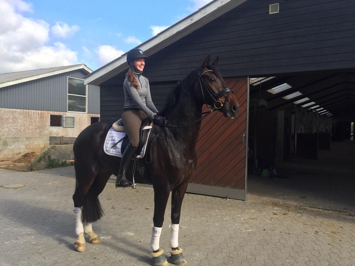 Dansk Varmblod Don Future RV billede 4