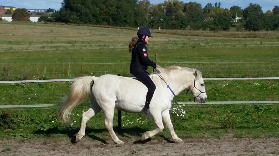 Anden særlig race Super star - Ridning med Cordeo billede 18